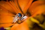 Best Tampa Florida Wedding & Event Photographer